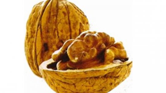 Nuca sau Creierul Vegetal