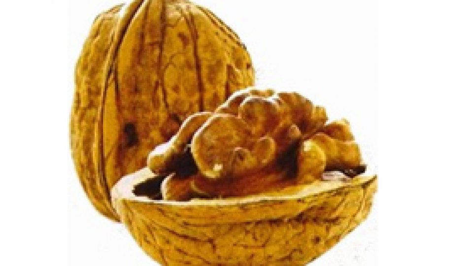 Nuca sau Creierul Vegetal