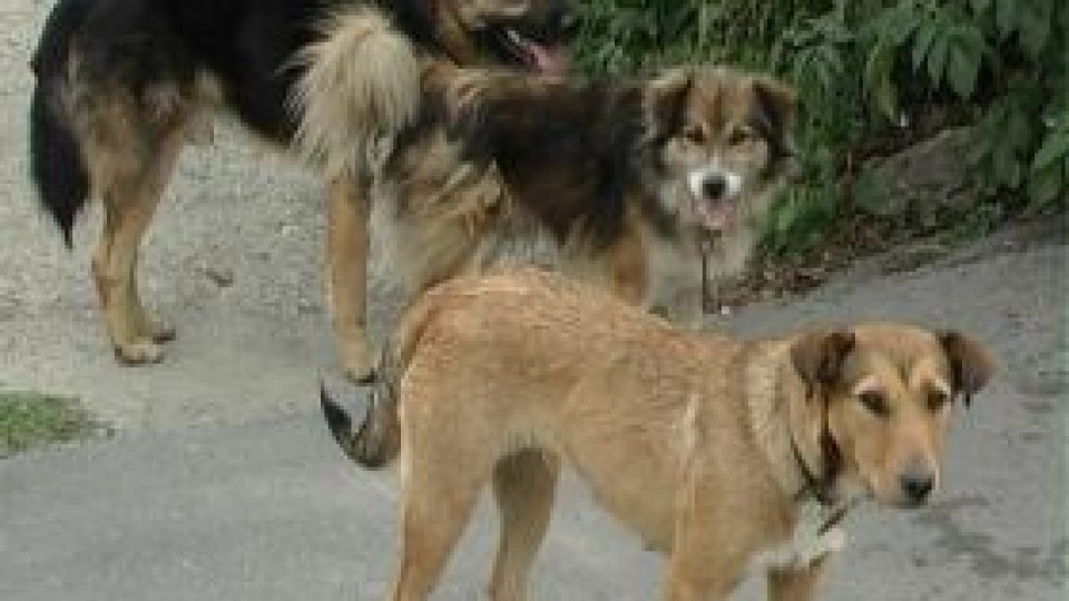 Maxim doi câini sau două pisici în apartament