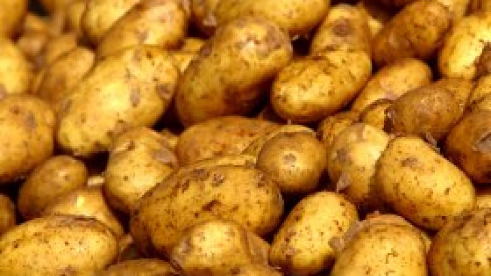 Acceptăm cartoful modificat genetic?