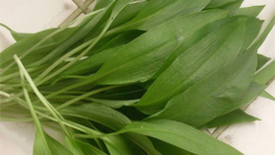 Leurda sau ipostaza feminină a usturoiului