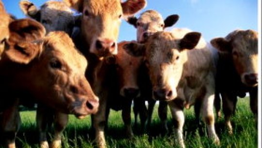 Între pasiune şi afacere