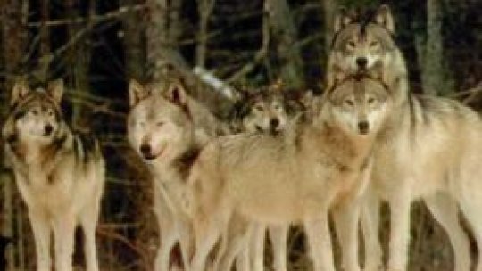 Profesoară ucisă de lupi în Alaska