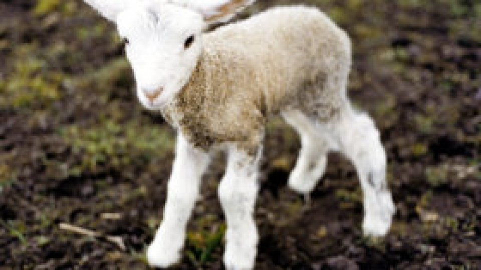 În 2010, mieii sunt mai mici