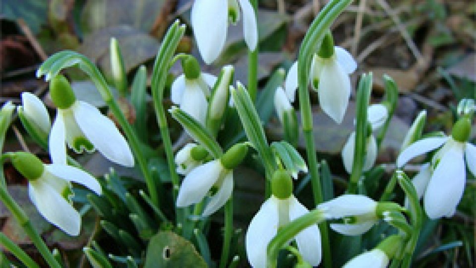 Ghiocelul - floarea trezirii