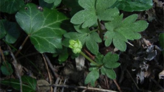 Untişorul - soţul leurdei