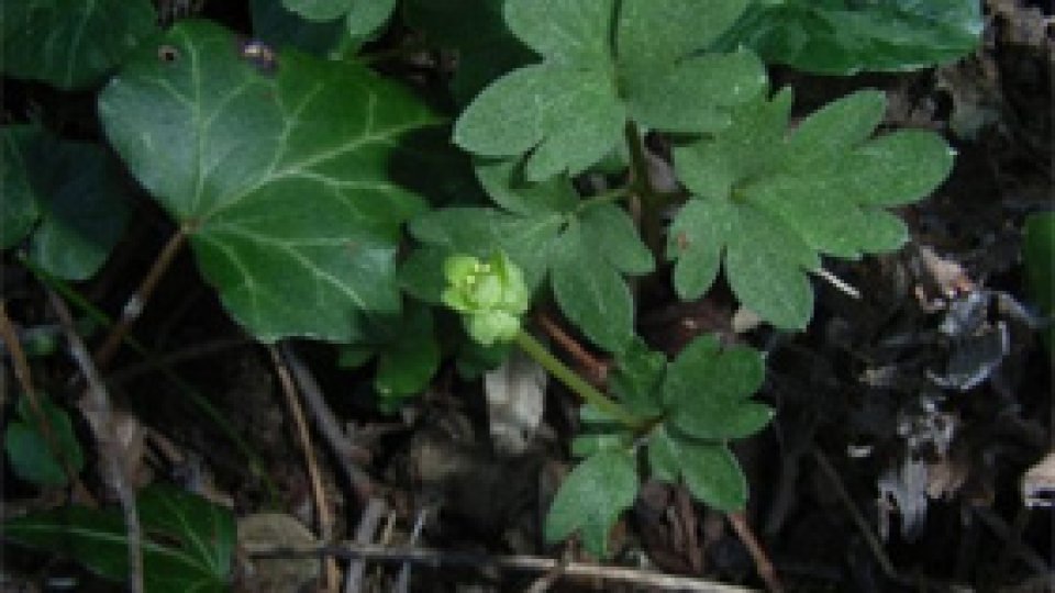 Untişorul - soţul leurdei