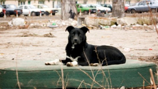 Vaccin antirabic, epuizat în judeţul Botoşani
