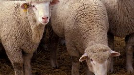 Cioban amendat pentru maltratarea oilor