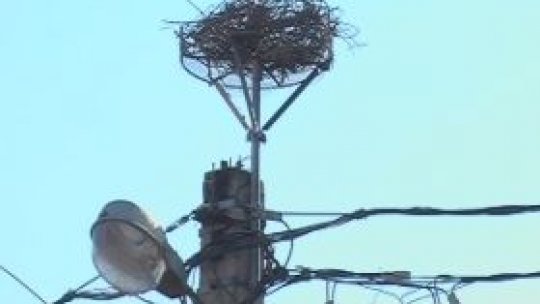 Cuiburi de berze de la Electrica Braşov