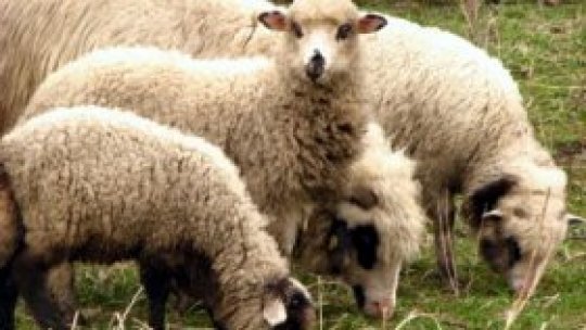 Carnea de miel, mai ieftină