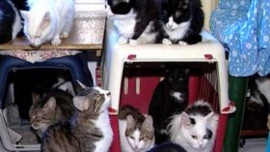 Mai puţină.. companie