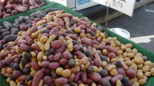 Italia vrea interzicerea cartofului modificat genetic