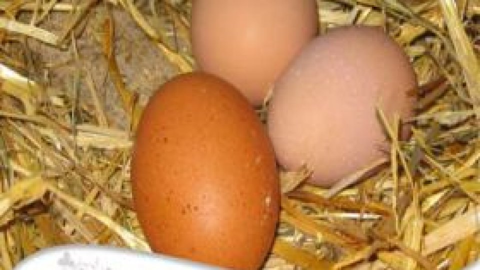 Puterile ascunse ale oului