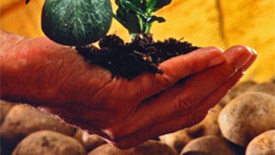 Cartof modificat genetic de BASF