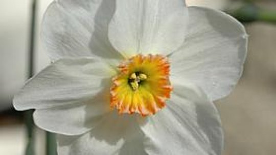 Narcisa - floarea cu o mie de parfumuri