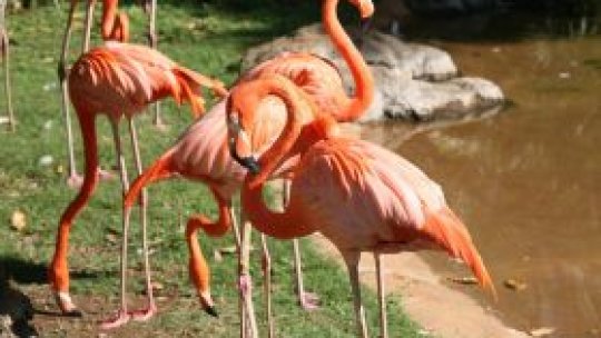 O vulpe a făcut ravagii la grădina zoologică