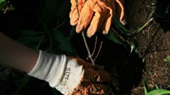 Sâmbătă la Snagov am plantat puieți