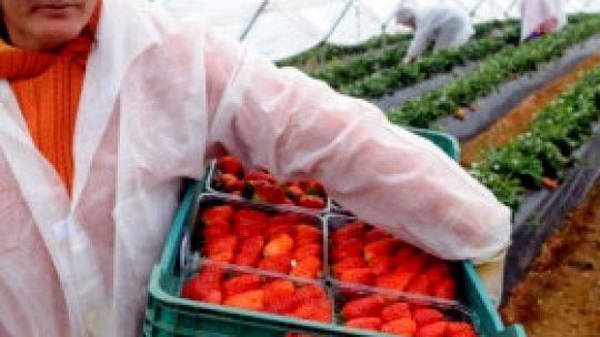 Locurile de muncă din străinătate, ignorate