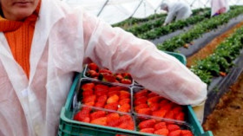 Locurile de muncă din străinătate, ignorate