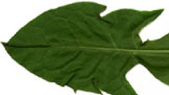 Păpădia sau "Coana preuteasă" care ştie a tămădui de toate