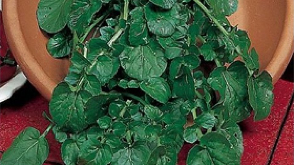 Hreniţa sau Cresonul de grădină