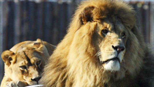 Măsuri de protecţie pentru vizitatori la Zoo din Braşov