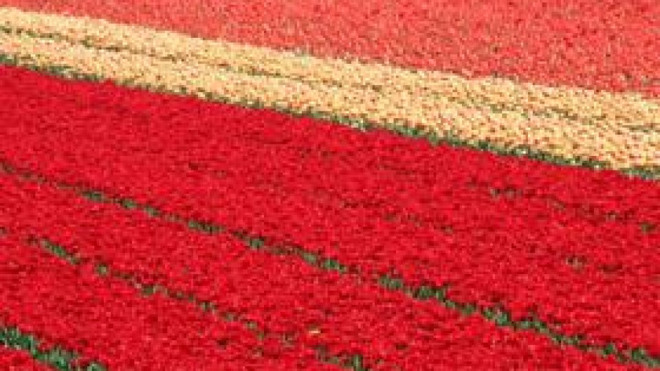 Olanda, țara lalelelor