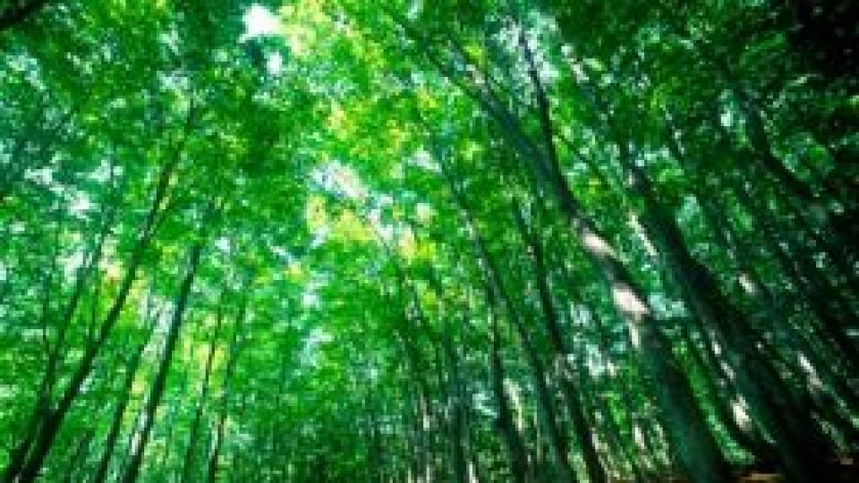 Ofensiva Verde continuă!