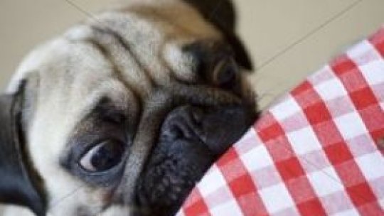 Prima patiserie dedicată exclusiv câinilor