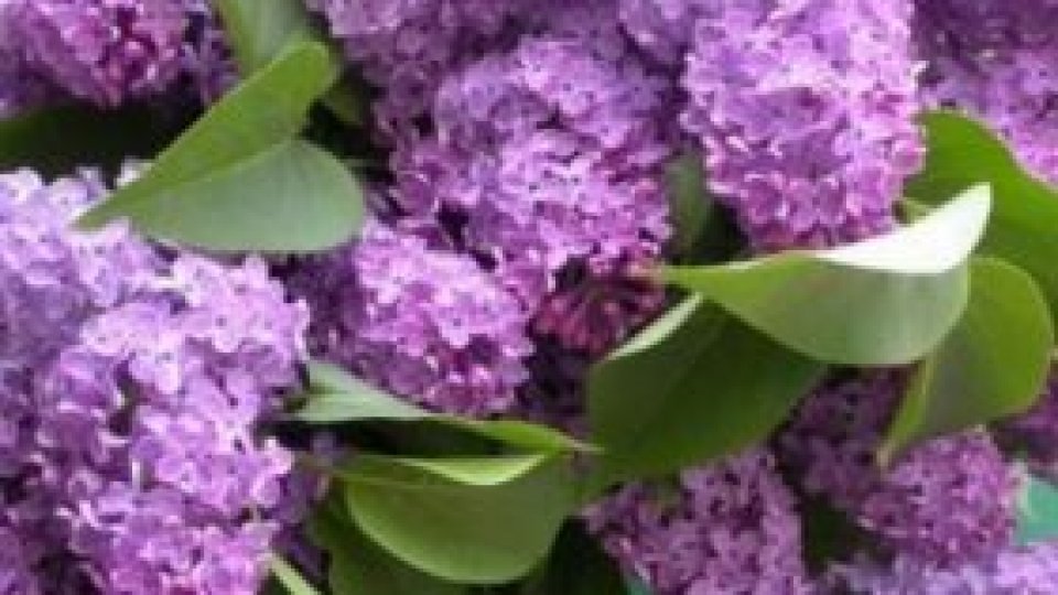 Sărbătoarea liliacului