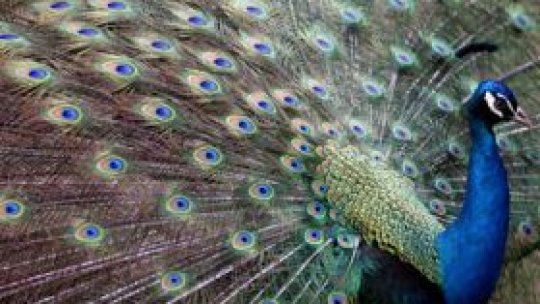 În parcuri au "înflorit" păunii