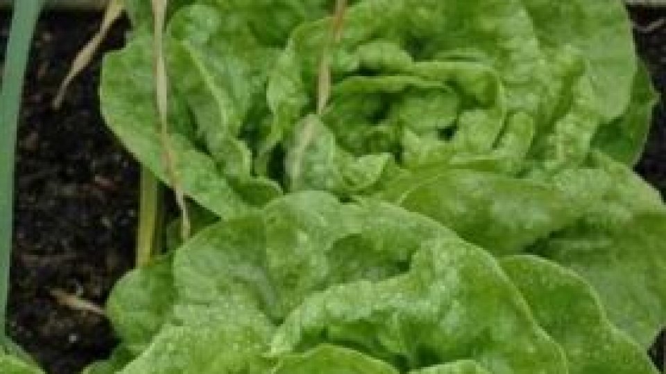 Lăptuca sau salata înţelepţilor