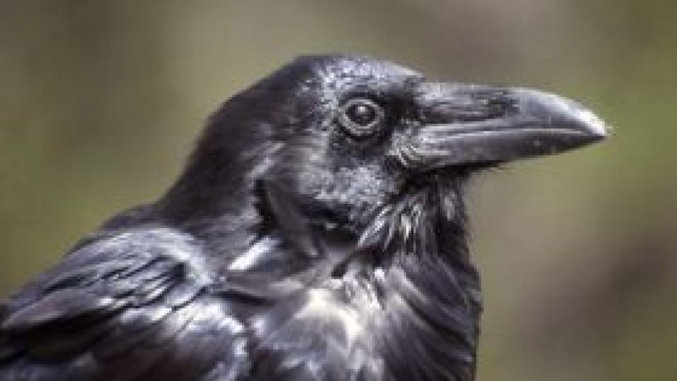 Parcuri stăpânite de ciori