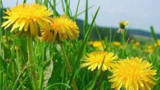 Leacul de natură - Flori comestibile