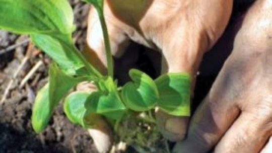 De pe scenă, la grădinărit