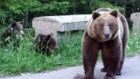 Cărări de munte, periculoase