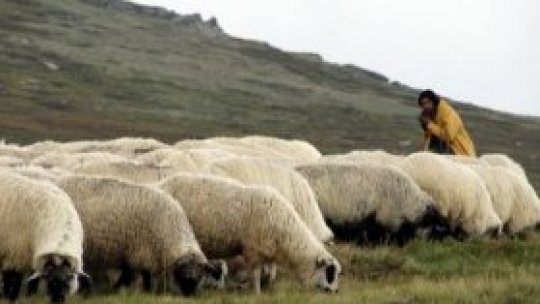 Ciobanii fără turme