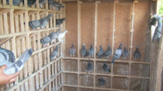 Pasiune pură pentru porumbei