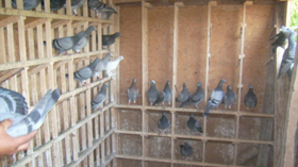 Pasiune pură pentru porumbei