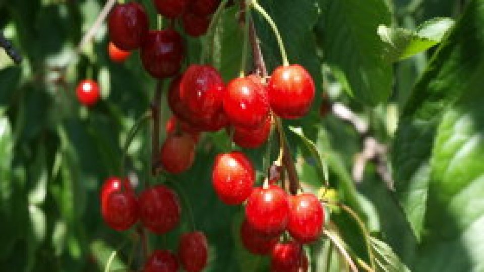 Mafia fructelor în Nordul Dobrogei