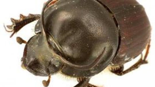 Ce este scarabeul?