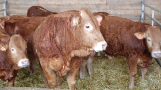 Francezii din Limousin produc singuri tot ce au nevoie