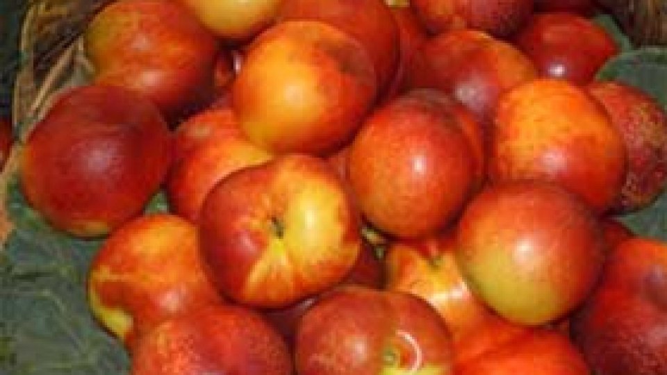 Nectarina – piersica zeilor