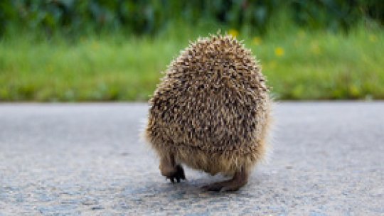 Cum l-a întrecut ariciul pe iepure