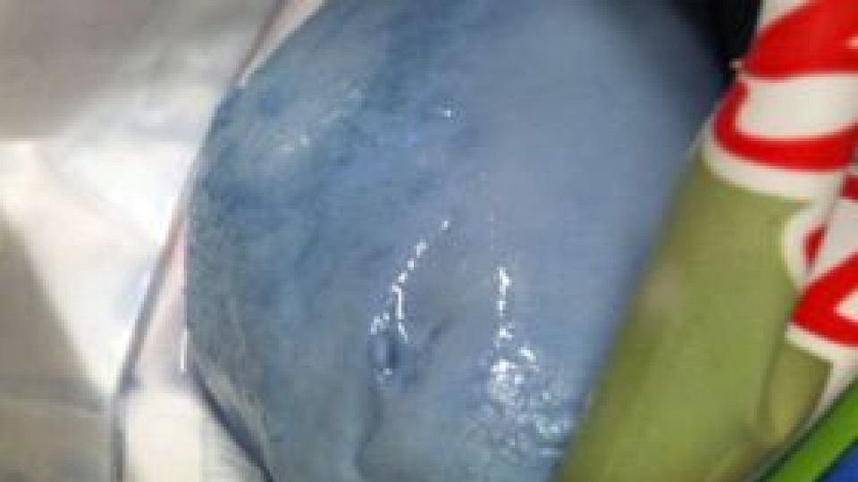 ”Mozzarella ştrumfilor” confiscată în Italia