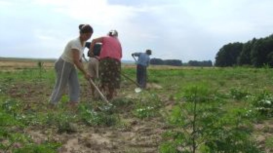 Vacanţa "la ţară"