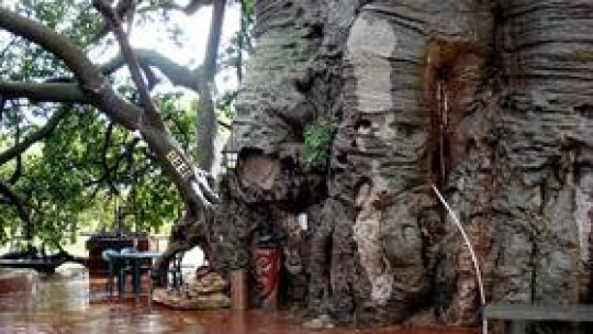 De la plajele Africii de Sud la baobabul din Sunland