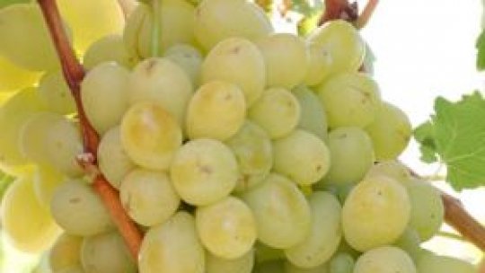 Produs în România!