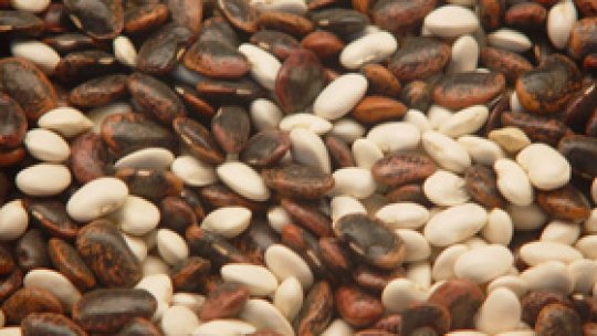 De ce are bobul de fasole dungă neagră